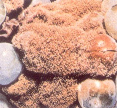 Taneler üzerindeki kurşuni küf belirtileri